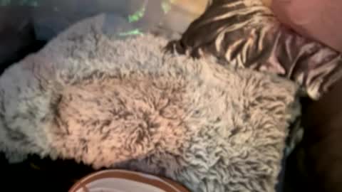 Kissah Kreampuff online show from December 29, 2024, 8:11 am