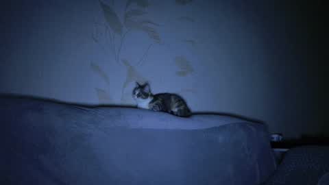 Evelyn online show from March 8, 2025, 11:16 am