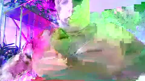 Lady Gloria online show from November 30, 2025, 6:39 am