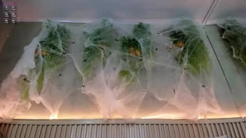 lana_lann online show from October 20, 2025, 1:44 pm