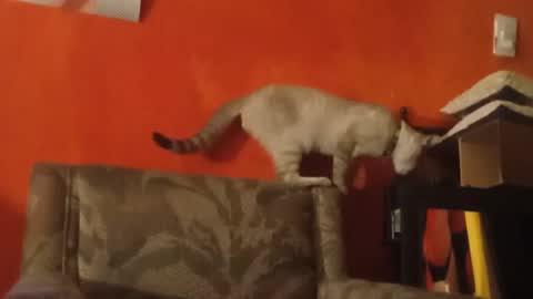 lanasexyass online show from March 23, 2026, 8:02 pm