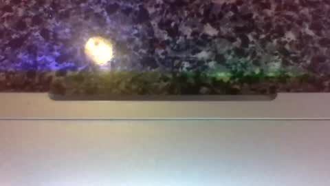 Snapshot of lapuzzycat201923 chatting on January 14, 2025, 2:43 pm Lapuzzycat201923 online show from January 14, 2025, 2:43 pm