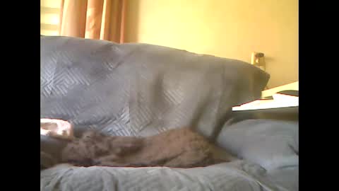 Snapshot of lion160868 chatting on May 7, 2026, 8:09 am lion160868 online show from May 7, 2026, 8:09 am