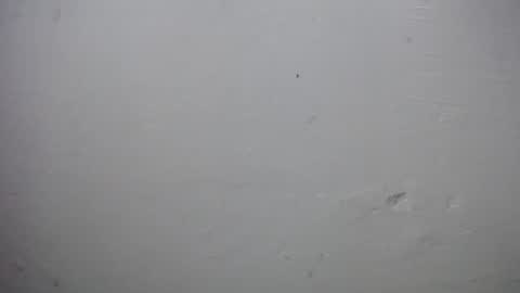 lisa_branch online show from November 28, 2025, 10:07 am