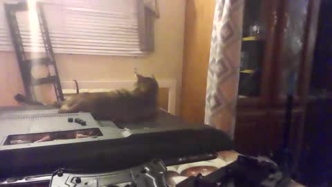 littlegrey376 online show from February 18, 2026, 7:15 am