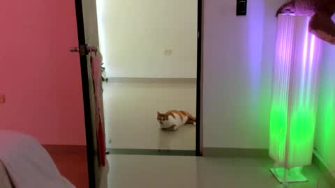 luara__01__lecat_1 online show from February 16, 2026, 9:22 pm