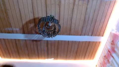 Snapshot of maidi_hot chatting on February 22, 2025, 12:08 pm Bella Maidi online show from February 22, 2025, 12:08 pm