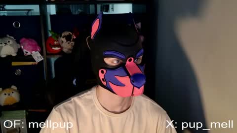 Snapshot of mellpup chatting on June 25, 2026, 1:04 pm MellPUP online show from June 25, 2026, 1:04 pm