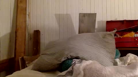 str8 dom alphaAsian Daddy type. sorry not bi or  curious but i dont judgediscrimenate. online show from November 29, 2025, 7:00 am