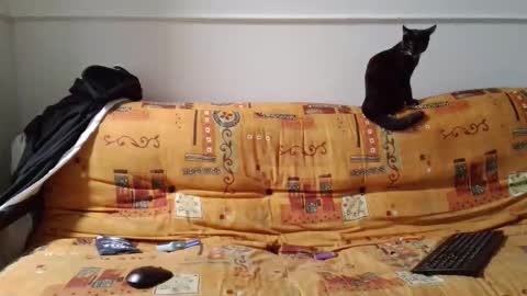 a Ordinary Boy online show from February 15, 2026, 2:19 am