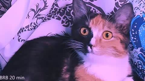 Snapshot of nanitamoore chatting on January 23, 2025, 11:36 pm Monday-Friday 12-4 AM and 6-9 AM New York time online show from January 23, 2025, 11:36 pm