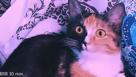 Snapshot of nanitamoore chatting on February 2, 2025, 11:11 pm Monday-Friday 12-4 AM and 6-9 AM New York time online show from February 2, 2025, 11:11 pm