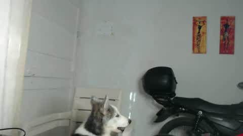 Stella Mcqueen online show from December 31, 2024, 12:25 pm