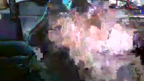 nick stavrou online show from December 19, 2025, 4:19 am