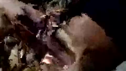 nocturnus1980 online show from September 10, 2025, 5:40 am