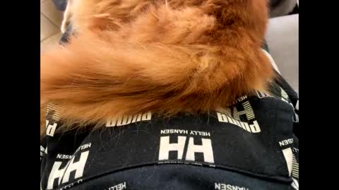 oggs48 online show from November 1, 2025, 1:46 pm