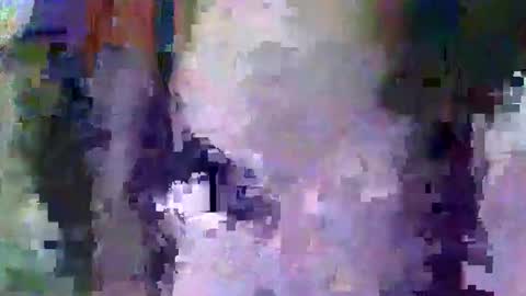 oretrail online show from February 11, 2025, 5:37 am