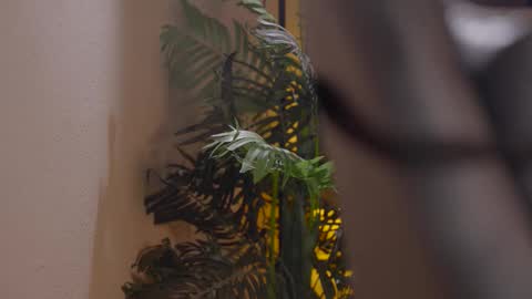 Patricia online show from December 1, 2025, 6:02 pm