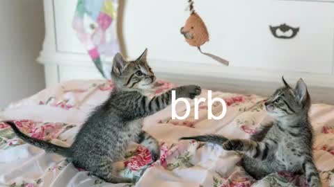 Kitty online show from July 5, 2026, 5:47 am