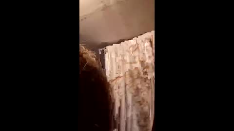 pizzedwife online show from February 4, 2026, 7:09 pm