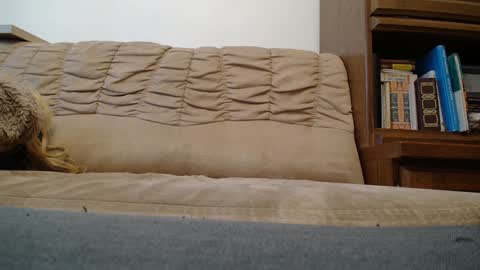 Prince Of Prague online show from February 7, 2025, 8:22 am