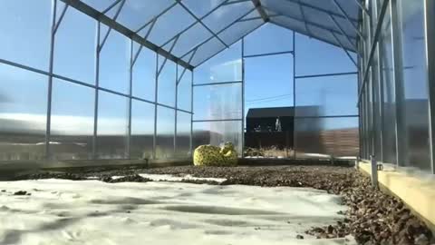 Queen of Pain online show from March 9, 2025, 10:30 am