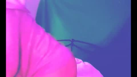 puddled_wonderland online show from March 6, 2026, 11:39 am