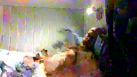 real_viking1 online show from December 17, 2025, 7:58 am