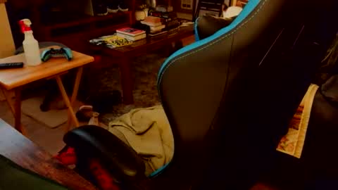 red_sea_bear online show from April 19, 2026, 4:23 am