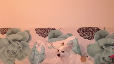 riri_mojo_92 online show from November 25, 2025, 10:32 pm