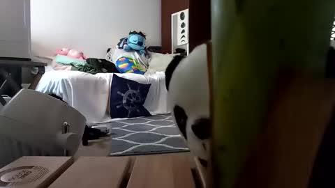 salis1981 online show from February 8, 2025, 1:54 am