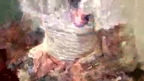 samboiamtho online show from November 1, 2025, 1:07 am