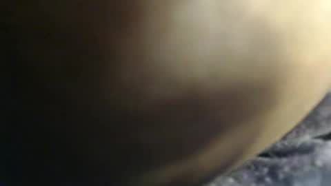 pety online show from February 3, 2026, 7:41 pm