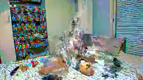 Sexapoly online show from March 17, 2026, 6:55 pm