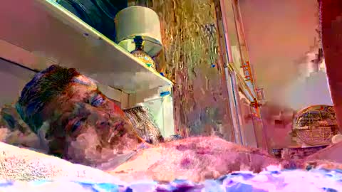 sexdisruptor online show from January 4, 2025, 3:07 am