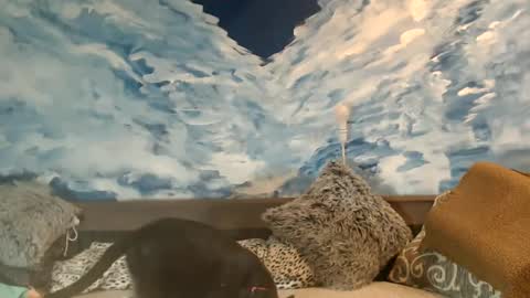 ENI pvt moan your name  WHEN I M NOT online you tell me in SNAPCHAT deal yes add me...  FREE TWITTER magiconline101...... online show from February 22, 2025, 11:46 pm