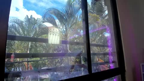 Shana online show from January 31, 2025, 5:32 pm