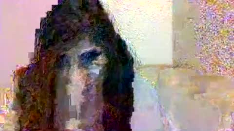 smurdle online show from October 25, 2025, 3:29 pm