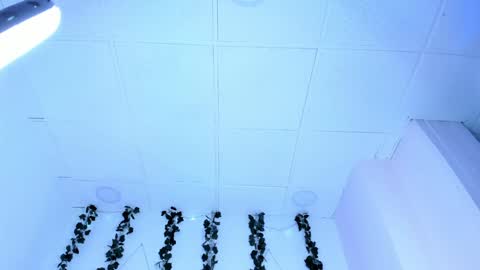 SOPH  online show from January 31, 2025, 1:11 am