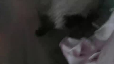 Snapshot of sp1tpuppeh chatting on May 1, 2026, 11:20 pm sp1tpuppeh online show from May 1, 2026, 11:20 pm
