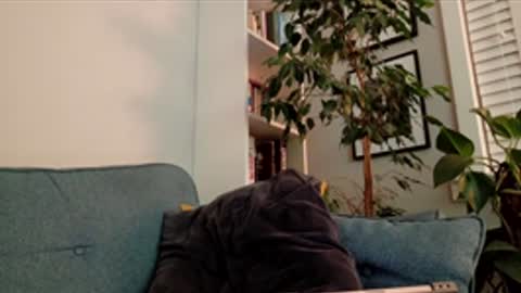 Snapshot of steedmont chatting on March 14, 2026, 9:31 pm steedmont online show from March 14, 2026, 9:31 pm