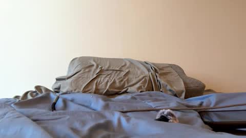 Zeppelin man online show from March 24, 2026, 3:17 pm