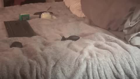 SissyDenver online show from September 14, 2025, 9:30 am