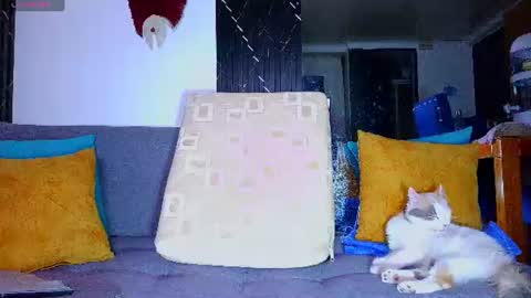 the dog lian online show from June 28, 2026, 12:27 am