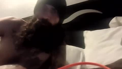 Snapshot of theh4iryfi5h chatting on February 21, 2026, 12:28 pm theh4iryfi5h online show from February 21, 2026, 12:28 pm