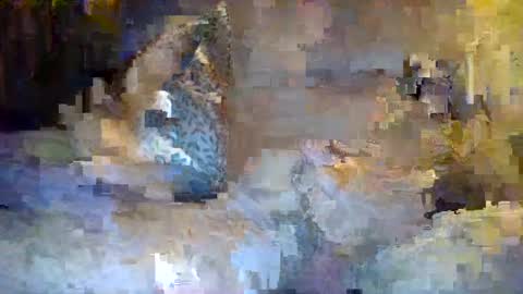 Snapshot of thommthomm71 chatting on July 20, 2026, 12:25 am thommthomm71 online show from July 20, 2026, 12:25 am