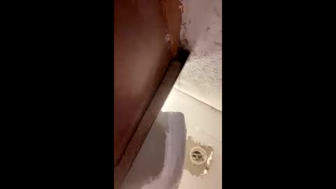 toronto5656 online show from January 12, 2025, 4:00 am