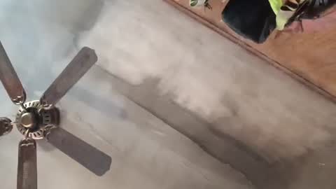 treeguyroc online show from February 27, 2026, 4:40 pm