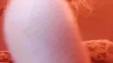 tretrix5588 online show from December 31, 2024, 5:00 am