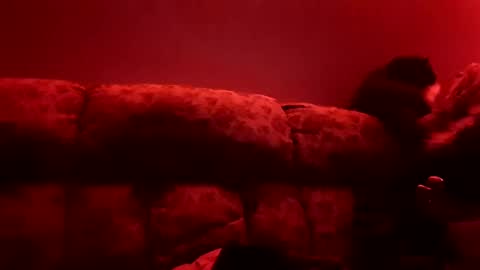 tretrix5588 online show from January 3, 2025, 10:09 am